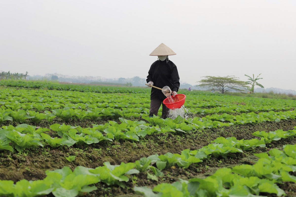 Vĩnh Phúc: 6.700 hộ nông dân được hỗ trợ chuyển đổi cây trồng trên đất trồng lúa
