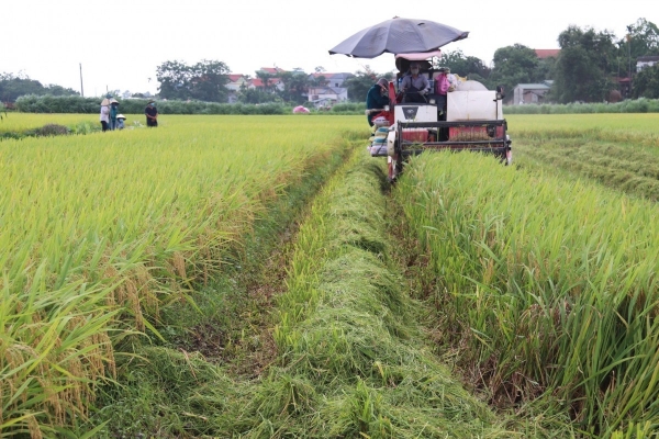 Vĩnh Phúc: 6.700 hộ nông dân được hỗ trợ chuyển đổi cây trồng trên đất trồng lúa