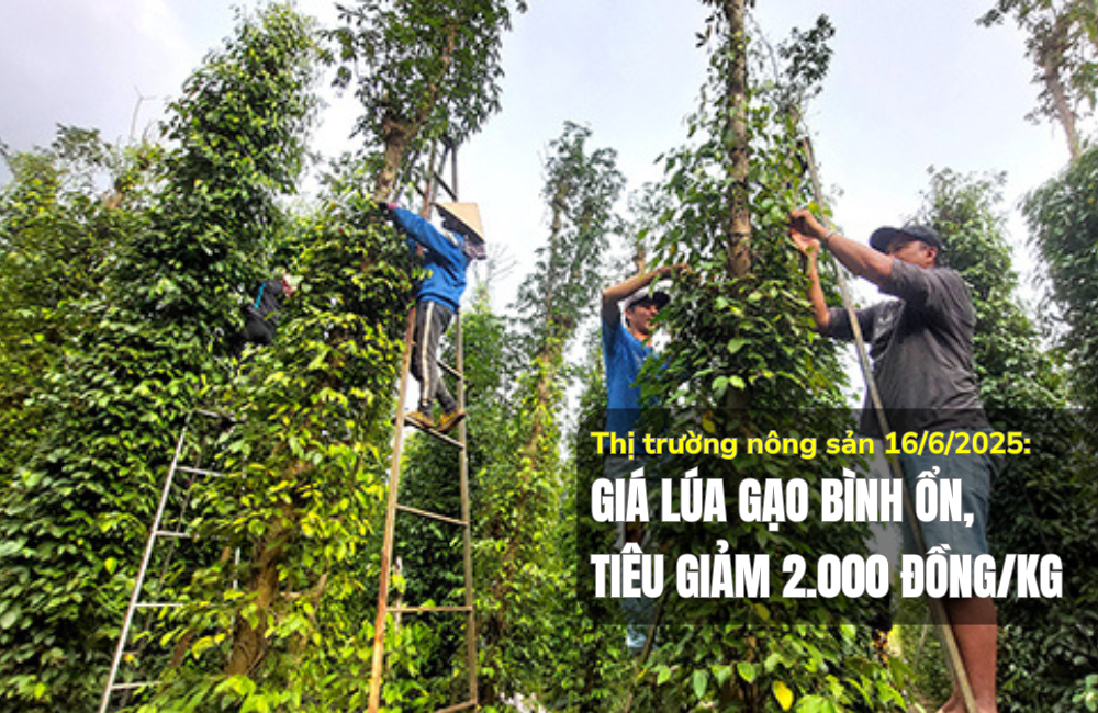 Thị trường nông sản 16/6/2025: Giá lúa gạo bình ổn, tiêu giảm 2.000 đồng/kg