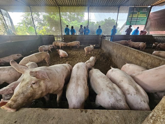 Người tiên phong xây dựng mô hình nông nghiệp hữu cơ tuần hoàn ở Vĩnh Phúc