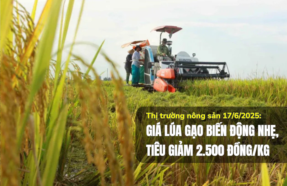 Thị trường nông sản 17/6/2025: Giá lúa gạo biến động nhẹ, tiêu giảm 2.500 đồng/kg