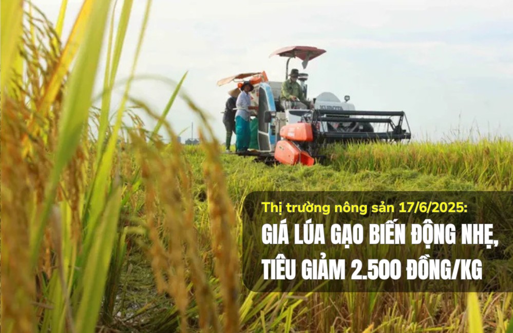 Thị trường nông sản 17/6/2025: Giá lúa gạo biến động nhẹ, tiêu giảm 2.500 đồng/kg