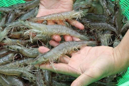 Tăng cường quản lý giống thủy sản nuôi chủ lực: Đảm bảo chất lượng và phát triển bền vững