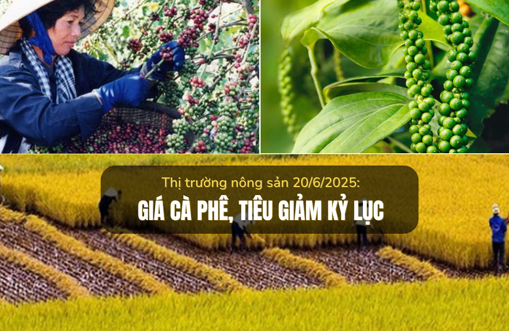 Thị trường nông sản 20/6/2025: Giá cà phê, tiêu giảm kỷ lục