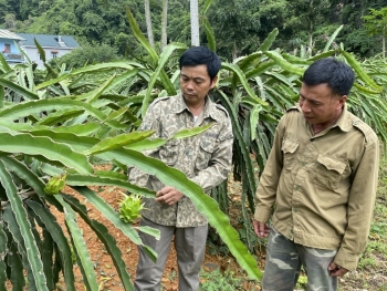 “Trái ngọt” cho nông dân cơ hội làm giàu