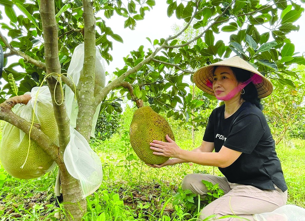 Nông nghiệp hữu cơ ở Quảng Bình: Tiềm năng và thách thức