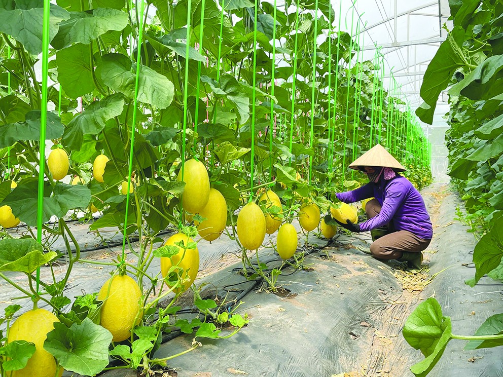 Nông nghiệp hữu cơ ở Quảng Bình: Tiềm năng và thách thức