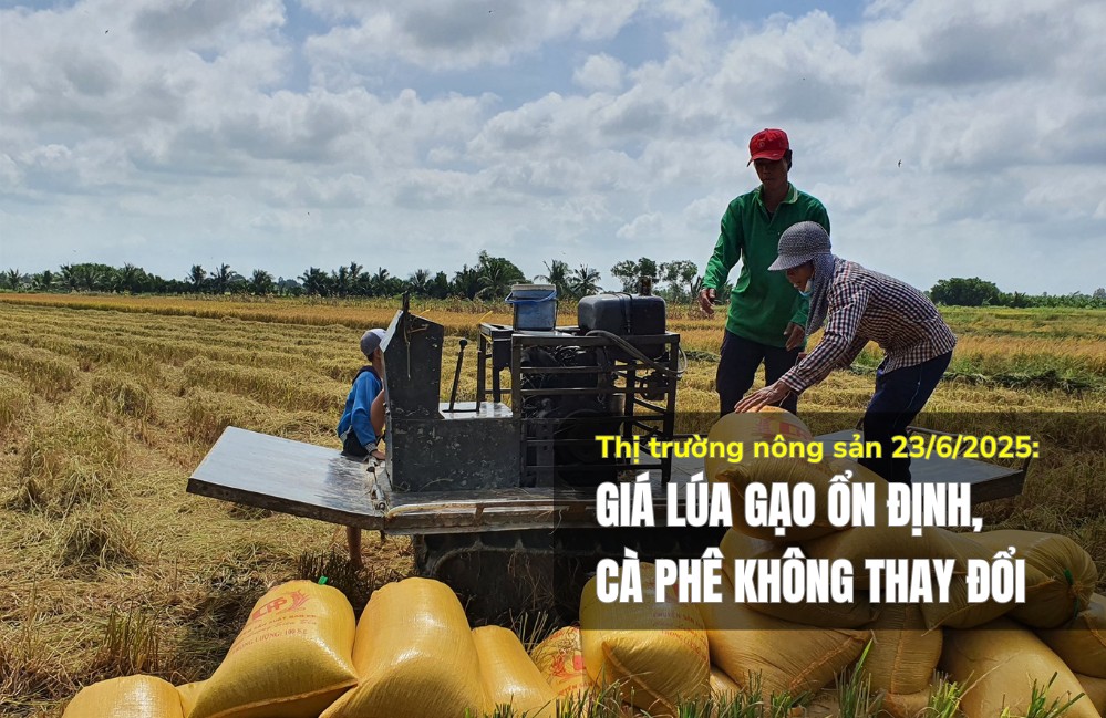 Thị trường nông sản 23/6/2025: Giá lúa gạo, cà phê ổn định