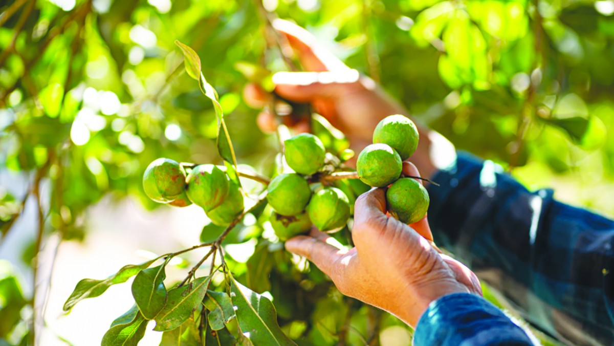 Đắk Nông: Đồng hành với nông dân phát triển sản xuất Nông nghiệp Hữu cơ