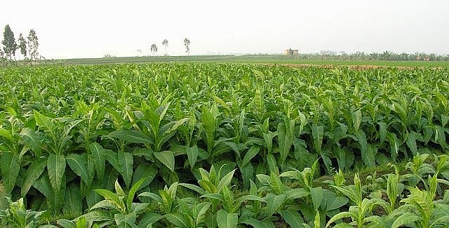 Tiên Lãng - 