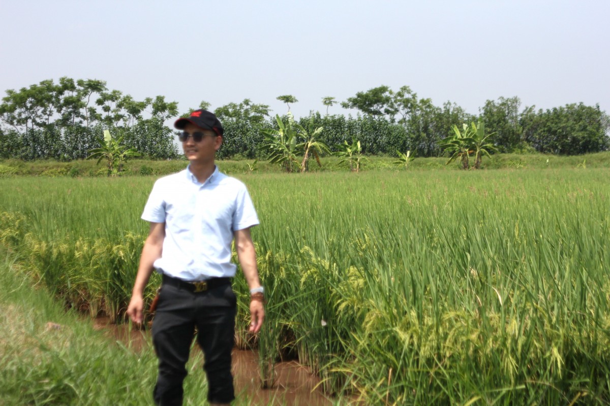 Theo dấu chân những người làm lúa hữu cơ: Phát triển Nông nghiệp sạch gắn với xây dựng nông thôn mới - hướng đi bền vững ở Minh Tân (Bài 5)
