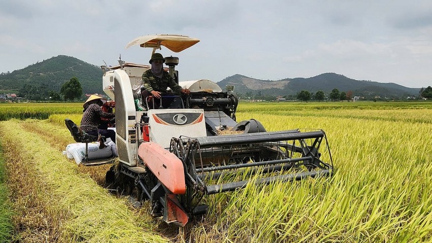 Người dân thu hoạch lúa trên cánh đồng Ảnh: Nguyễn Thành.