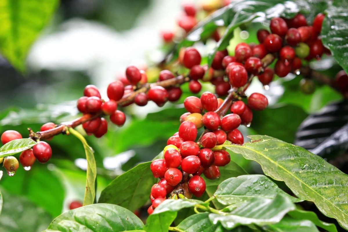 Sáng tạo để thích ứng trước biến đổi khí hậu, hướng đến nền nông nghiệp bền vững