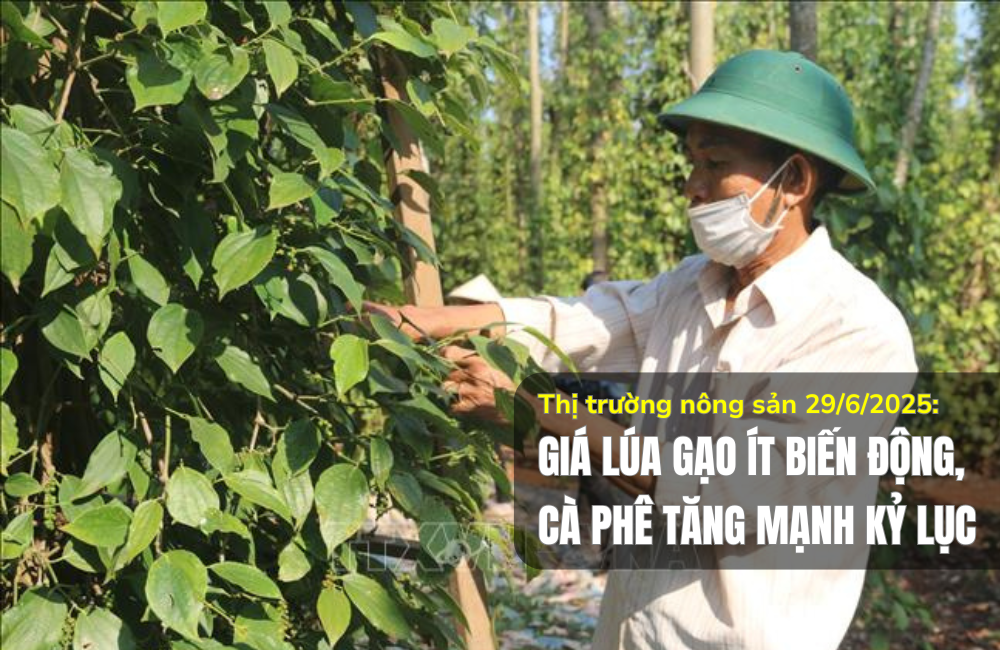 Thị trường nông sản 29/6/2025: Giá lúa gạo ít biến động, tiêu tăng mạnh kỷ lục