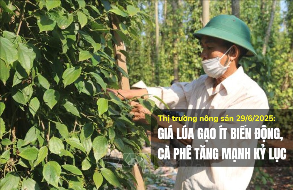 Thị trường nông sản 29/6/2025: Giá lúa gạo ít biến động, tiêu tăng mạnh kỷ lục