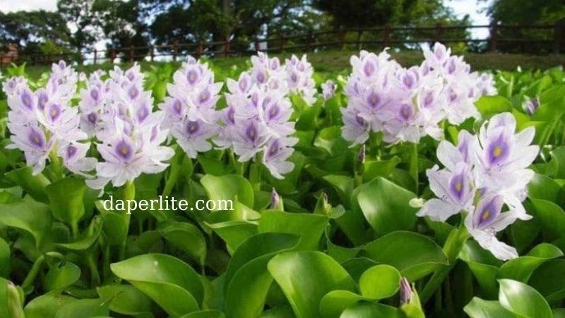Những sản phẩm hữu cơ từ cây bèo Nhật Bản