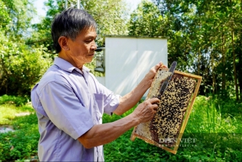 Hà Tĩnh: Nông dân làm giàu nhờ nghề nuôi ong