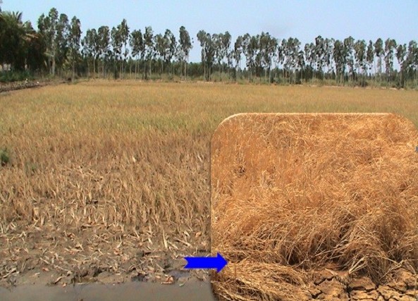 Cải thiện sức khoẻ của đất trong điều kiện nắng nóng, hạn mặn và phèn đầu vụ Hè Thu