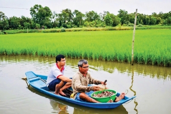 Chàng trai thu nhập hơn 1 tỉ mỗi năm với nghề trồng lúa hữu cơ