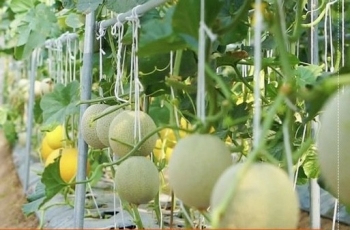 Làm giàu từ dưa lưới công nghệ cao: Hướng đi bền vững của nông dân Hà Tĩnh