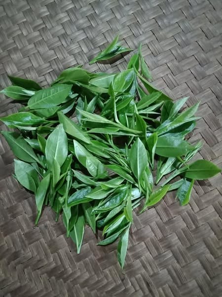Hợp tác xã Trà Ngọc Hân: Ngọt ngào hương vị và giá trị trà Việt