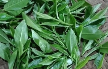 Hợp tác xã Trà Ngọc Hân: Ngọt ngào hương vị và giá trị trà Việt