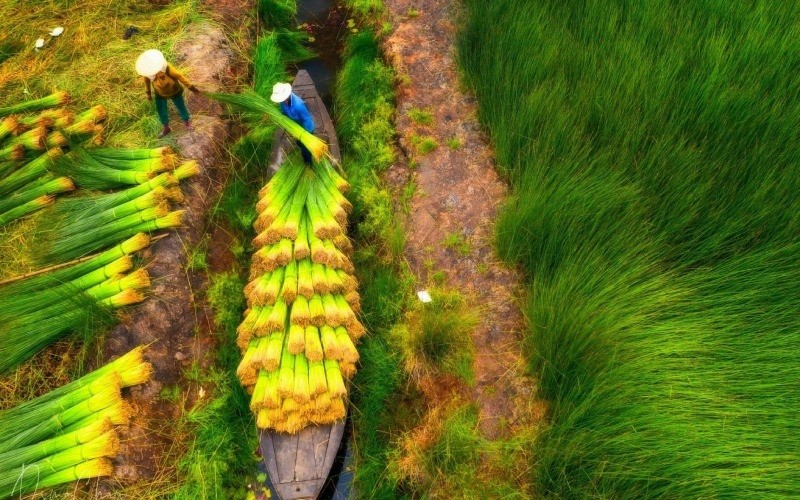 Cây cói trong đời sống kinh tế và văn hóa ở Việt Nam