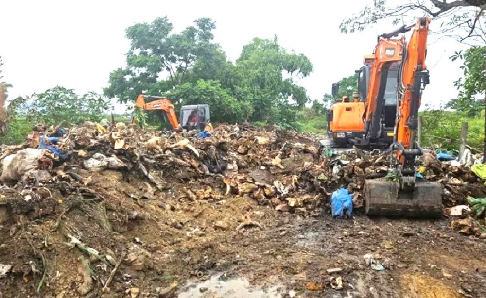  Phế phẩm động vật bốc mùi hôi thối, gây ô nhiễm môi trường.