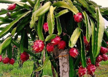Lâm Đồng: Đẩy mạnh mở rộng thị trường tiêu thụ cho quả thanh long
