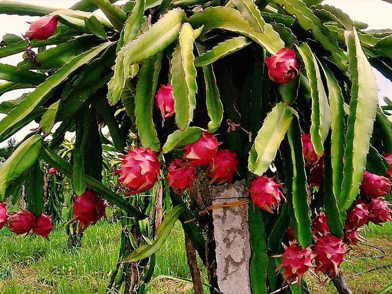 Lâm Đồng: Đẩy mạnh mở rộng thị trường tiêu thụ cho quả thanh long