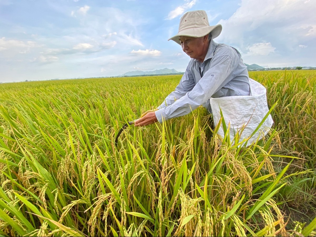 Thị trường nông sản 09/7/2025: Giá lúa gạo đi ngang, cà phê giảm mạnh 3.800 đồng/kg