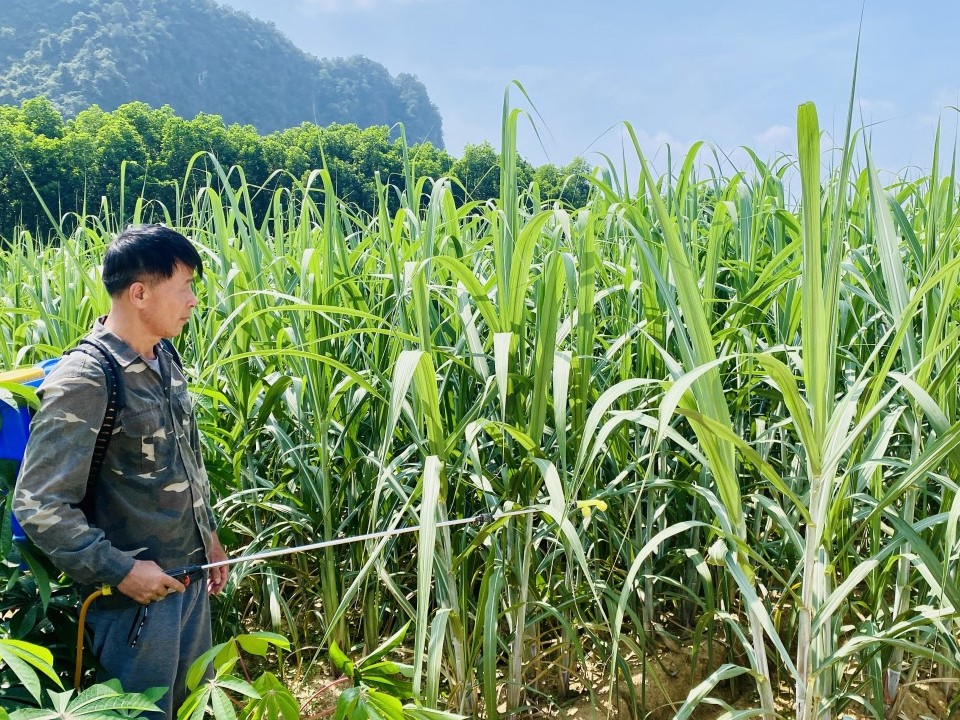 Cây mía tạo sinh kế ổn định, cho nông dân cơ hội làm giàu bền vững