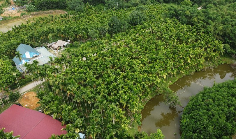 Gặp “vua cau” trên mảnh đất Giao An