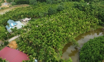 Gặp “vua cau” trên mảnh đất Giao An