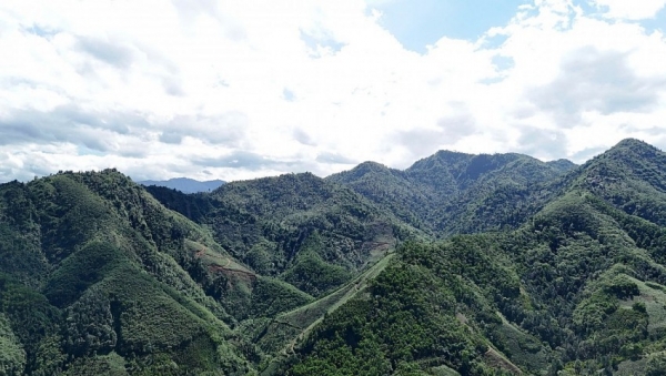 Lào Cai: 6 tháng đầu năm 2025 toàn tỉnh trồng mới gần 12.000 ha rừng