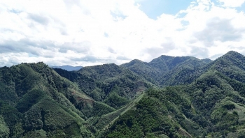 Lào Cai: 6 tháng đầu năm 2025 toàn tỉnh trồng mới gần 12.000 ha rừng