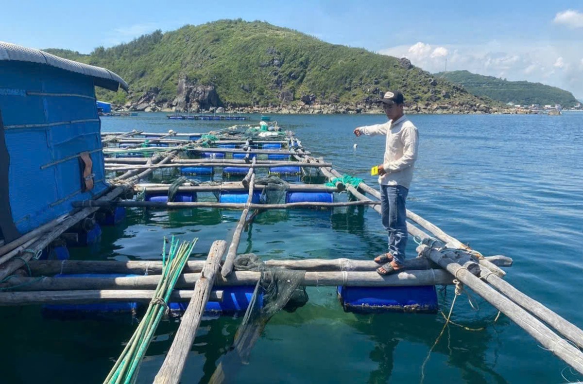 Đắk Lắk: Khởi tố nhóm người làm thuê trộm tôm hùm hơn 300 triệu đồng của chủ