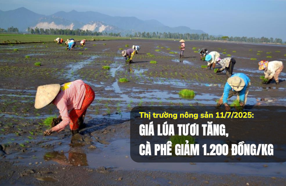 Thị trường nông sản 11/7/2025: Giá lúa tươi tăng, cà phê giảm 1.200 đồng/kg