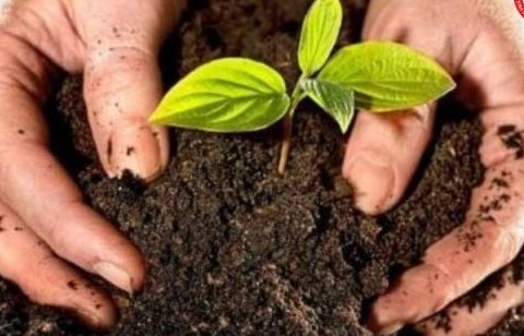 Nghiên cứu và phát triển giống cây trồng yếu tố then chốt cho năng suất, chất lượng