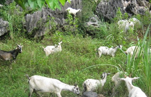 Dê núi Ninh Bình đặc sản nổi tiếng vùng đồng bằng bắc bộ