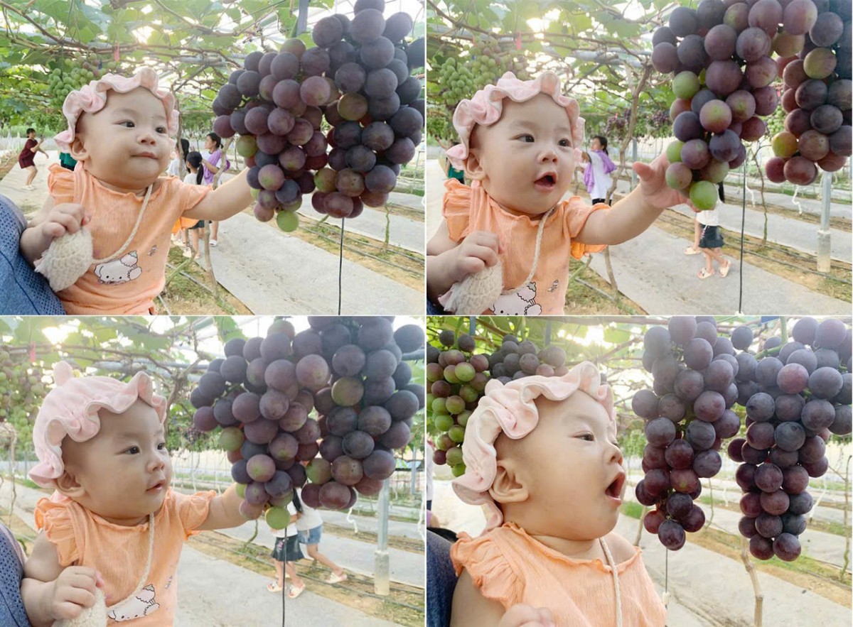 Đã mắt với vườn nho, dưa lưới trĩu quả của anh nông dân xứ Nghệ