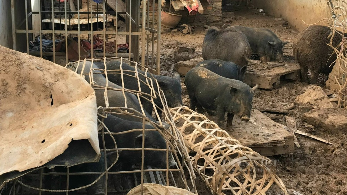 Lợn đen miền núi - giống lợn bản địa có giá trị kinh tế