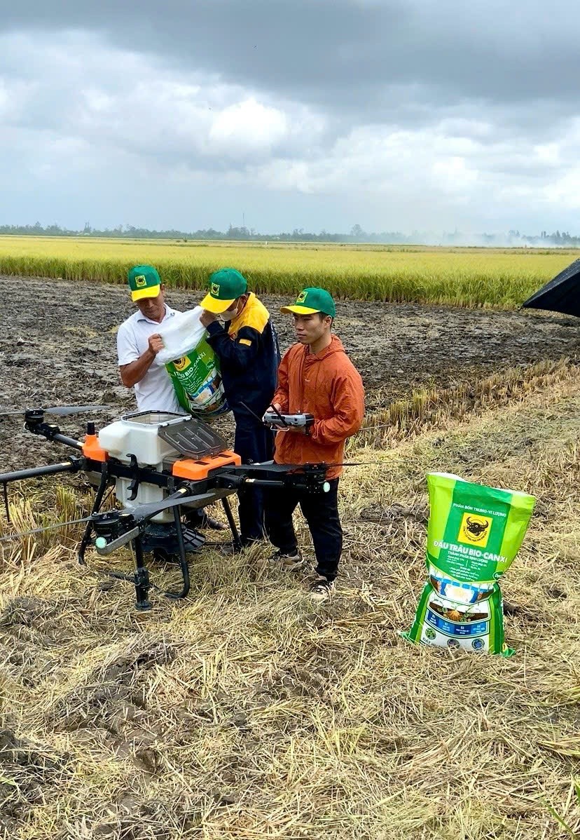 Phân bón Đầu Trâu Bio-Canxi giúp cải tạo đất và nâng cao năng suất lúa.