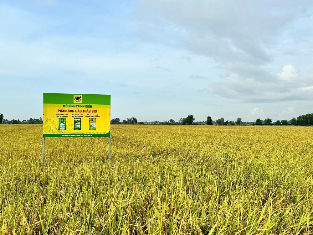 Ruộng lúa cho năng suất cao nhờ bón phân Đầu Trâu Bio.
