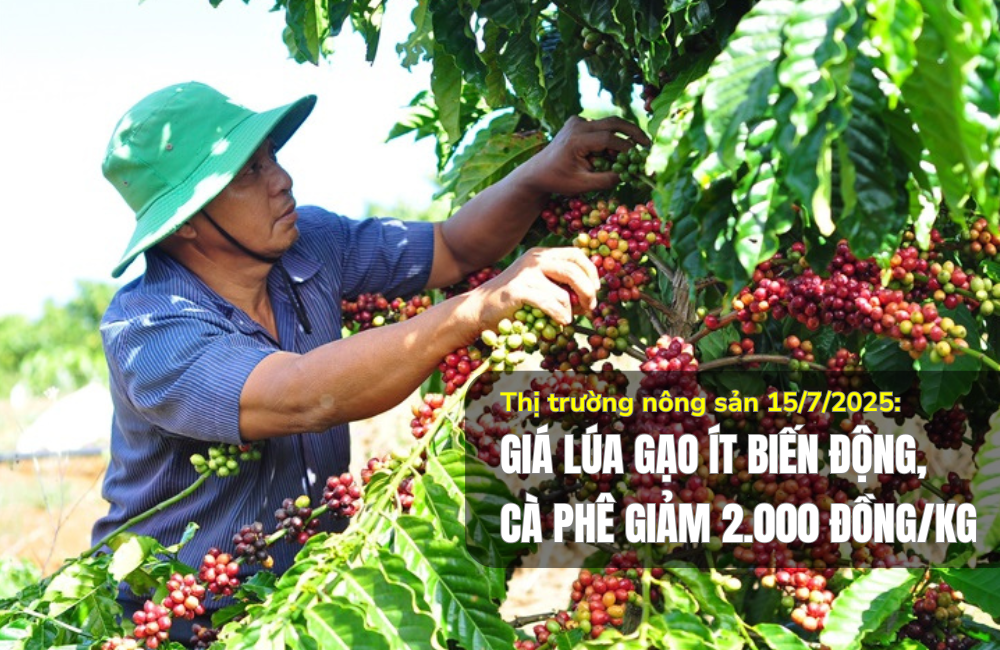 Thị trường nông sản 14/7/2025: Giá lúa gạo ít biến động, cà phê giảm 2.000 đồng/kg