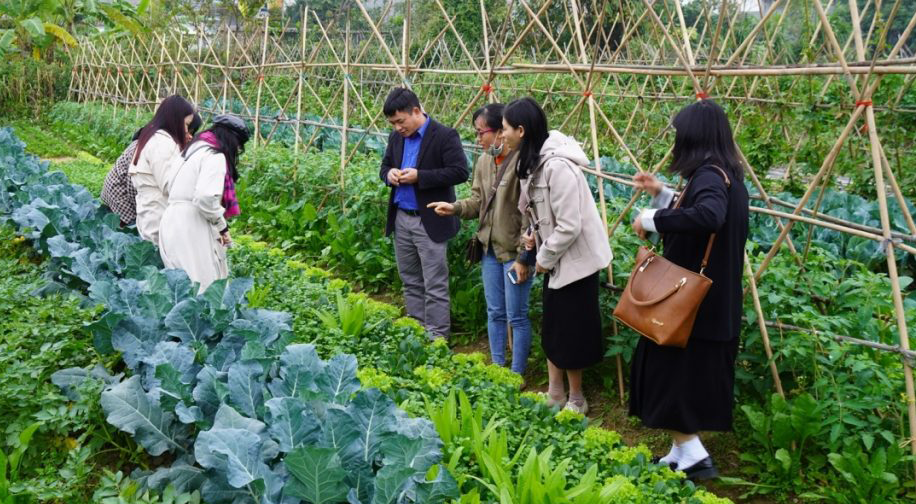 Hành trình phát triển nông nghiệp hữu cơ - Kỳ 3: Những lợi ích khi tham gia chứng nhận PGS