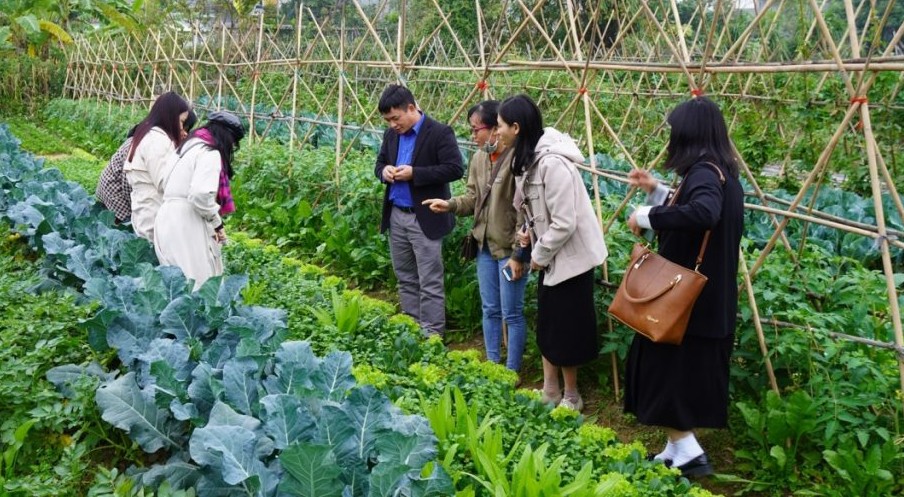 Hành trình phát triển nông nghiệp hữu cơ - Kỳ 3: Những lợi ích khi tham gia chứng nhận PGS