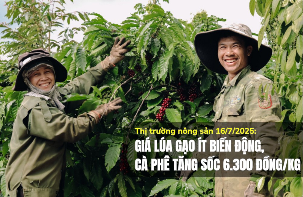 Thị trường nông sản 16/7/2025: Giá lúa gạo ít biến động, cà phê tăng sốc 6.300 đồng/kg