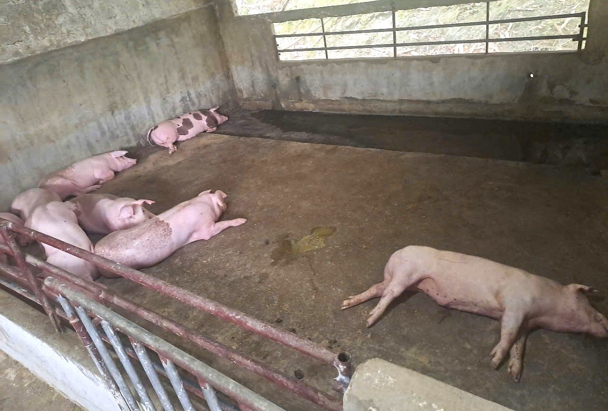 Xác lợn trôi kênh thủy lợi, xã lắp lưới chắn để kịp thời phát hiện, phòng tránh lây lan dịch bệnh