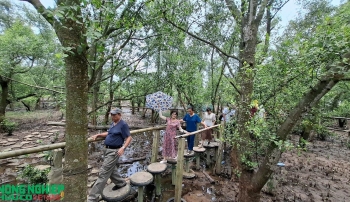 Kết hợp rừng ngập mặn làm du lịch sinh thái – Tiềm năng và hướng phát triển bền vững